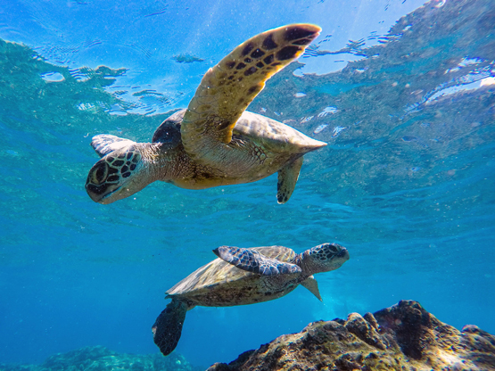 Maui Hawaii Turtles