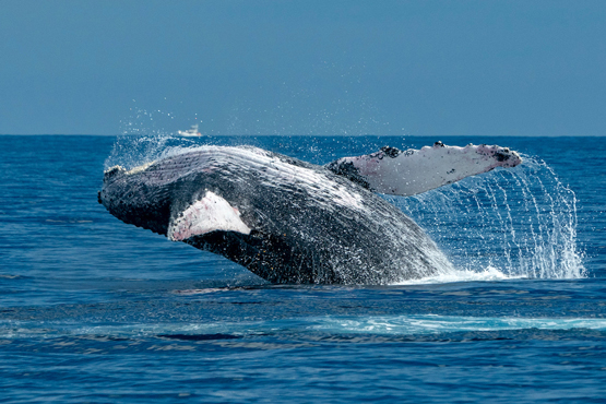 Maui Whale Tours